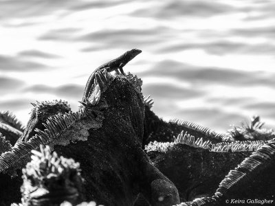 Lava Lizard on Marine Iguana, Fernandina Island  1