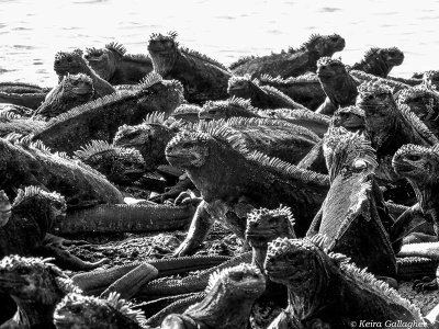 Marine Iguanas, Fernandina Island  1