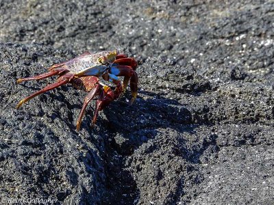Sally Light-foot Crab, Fernandina Island  5