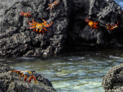 Sally Light-foot Crabs, Santa Cruz Island  2