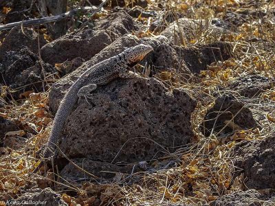 Lava Lizard, North Seymour Island  1