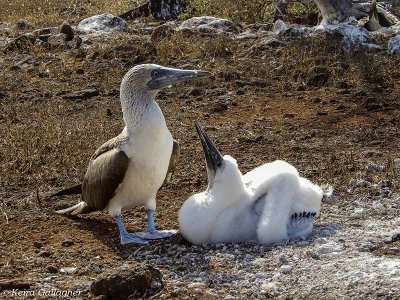 Blue-footed Boobys, North Seymour Island  2