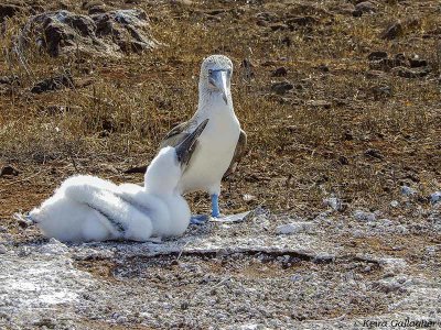 Blue-footed Boobys, North Seymour Island  3