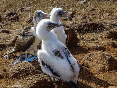 Blue-footed Boobys, North Seymour Island  5