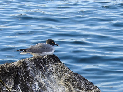 Swallowtailed Gull, North Seymour Island  1