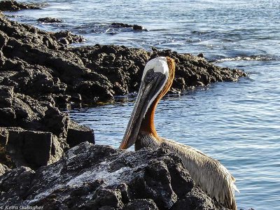 Brown Pelican, Santiago Island  1