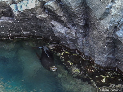 Galapagos Sea Lion, Santiago Island  3