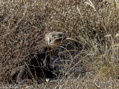 Land Iguana, Santiago Island  1