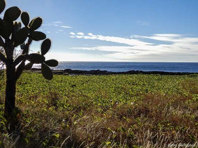 Puerto Egas, Santiago Island  1