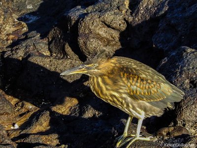 Striated Heron, Santiago Island  1