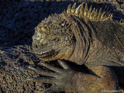 Marine Iguana, Santiago Island  1