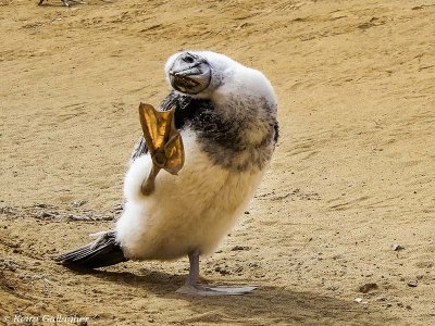 Blue-footed Booby Chick, San Cristobal Island  2