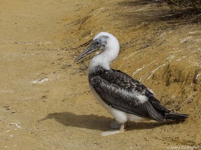 Blue-footed Booby Chick, San Cristobal Island  3