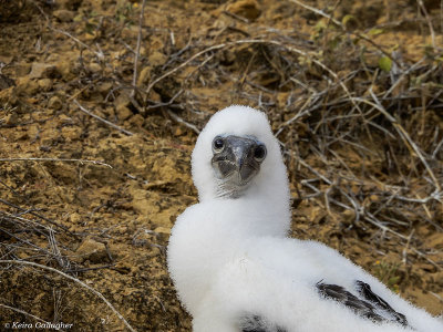 Blue-footed Booby Chick, San Cristobal Island  4
