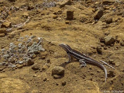 Lava Lizard, San Cristobal Island  2