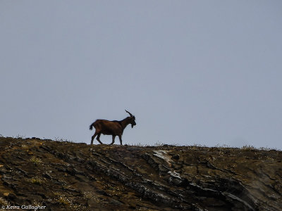 Wild Goat, San Cristobal Island  2