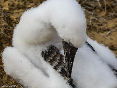 Blue-footed Booby Chick, San Cristobal Island  7
