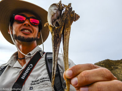 Booby Beak, San Cristobal Island  1