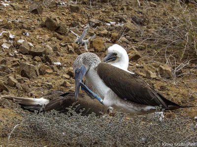 Blue-footed Boobys, San Cristobal Island  8