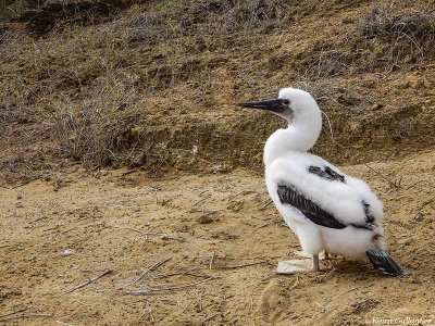 Blue-footed Booby Chick, San Cristobal Island  9