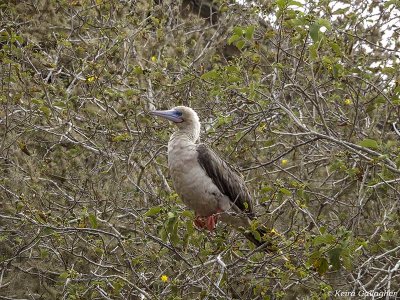 Red-footed Bobbys, San Cristobal Island  6