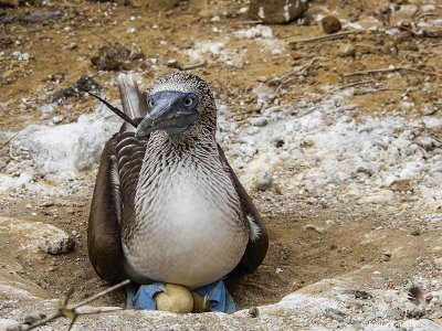 Blue-footed Booby, San Cristobal Island  10