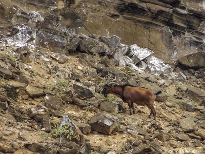 Wild Goat, San Cristobal Island  1