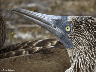 Blue-footed Booby, San Cristobal Island  12