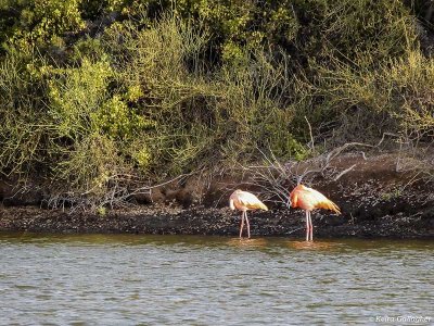 Flamingos, Rabida Island  1
