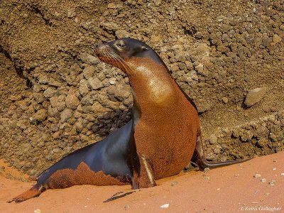 Galapagos Sea Lion, Rabida Island  9