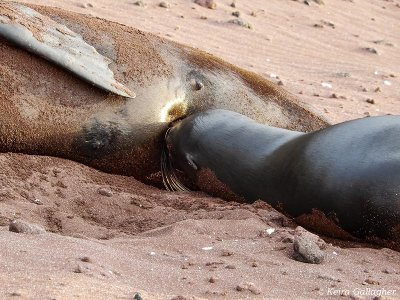 Galapagos Sea Lions, Rabida Island  2