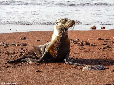 Galapagos Sea Lion, Rabida Island  4