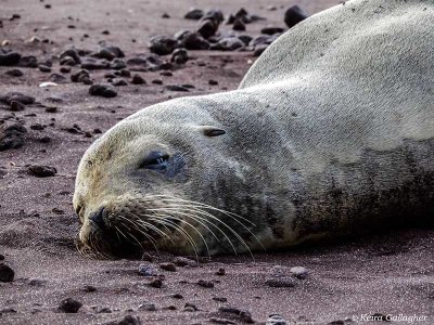 Galapagos Sea Lion, Rabida Island  6