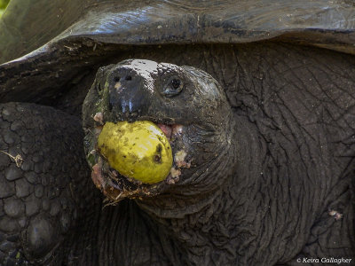 Giant Galapagos Tortoise, Santa Cruz Island  1