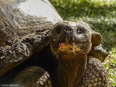 Giant Galapagos Tortoise, Santa Cruz Island  2