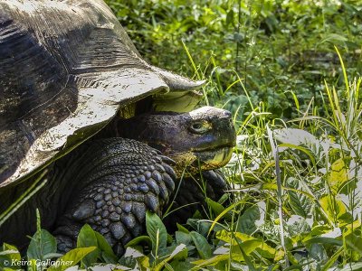 Giant Galapagos Tortoise, Santa Cruz Island  3