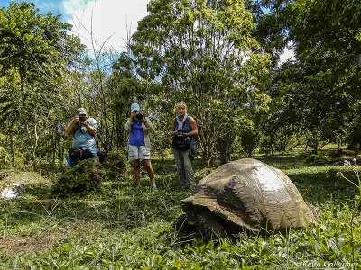 Giant Galapagos Tortoise, Santa Cruz Island  4