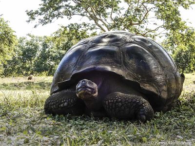 Giant Galapagos Tortoise, Santa Cruz Island  5