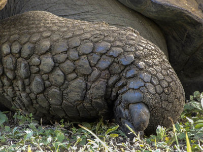 Giant Galapagos Tortoise, Santa Cruz Island  7