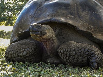 Giant Galapagos Tortoise, Santa Cruz Island  8