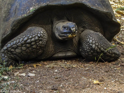 Giant Galapagos Tortoise, Santa Cruz Island  13