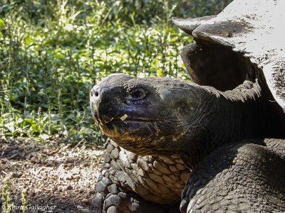 Giant Galapagos Tortoise, Santa Cruz Island  14