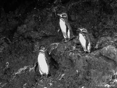 Galapagos Penguins, Isabella Island  1