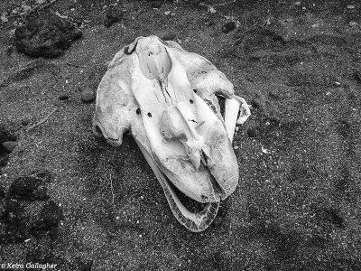 Dolphin Skull, Isabella Island  1