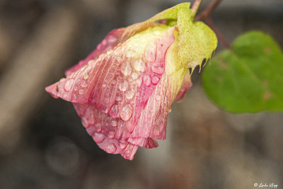 Flower, Isabella Island  3