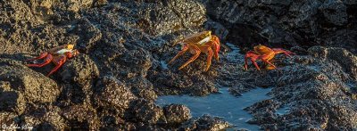 Sally Light-foot Crabs, Santiago Island  1
