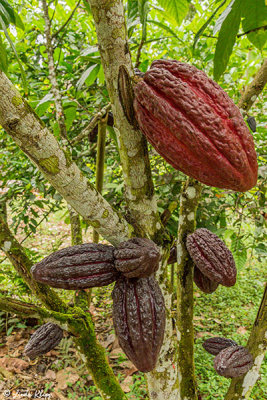 Cacao Fruit, Highlands, Santa Cruz Island  1