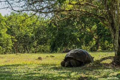 Galapagos Giant Tortoise,  Santa Clara  2