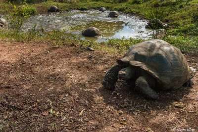 Galapagos Giant Tortoise,  Santa Clara  6