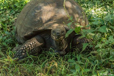 Galapagos Giant Tortoise,  Santa Clara  7